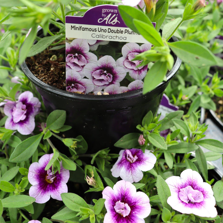 Calibrachoa x 'KLECA21509' MiniFamous® Neo Double PlumTastic Calibrachoa, 4 Inch Annual