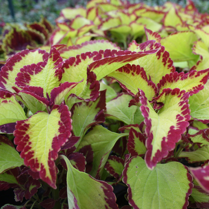 Plectranthus scutellarioides 'Stained Glassworks Velvet' Coleus, 4 Inch Annual