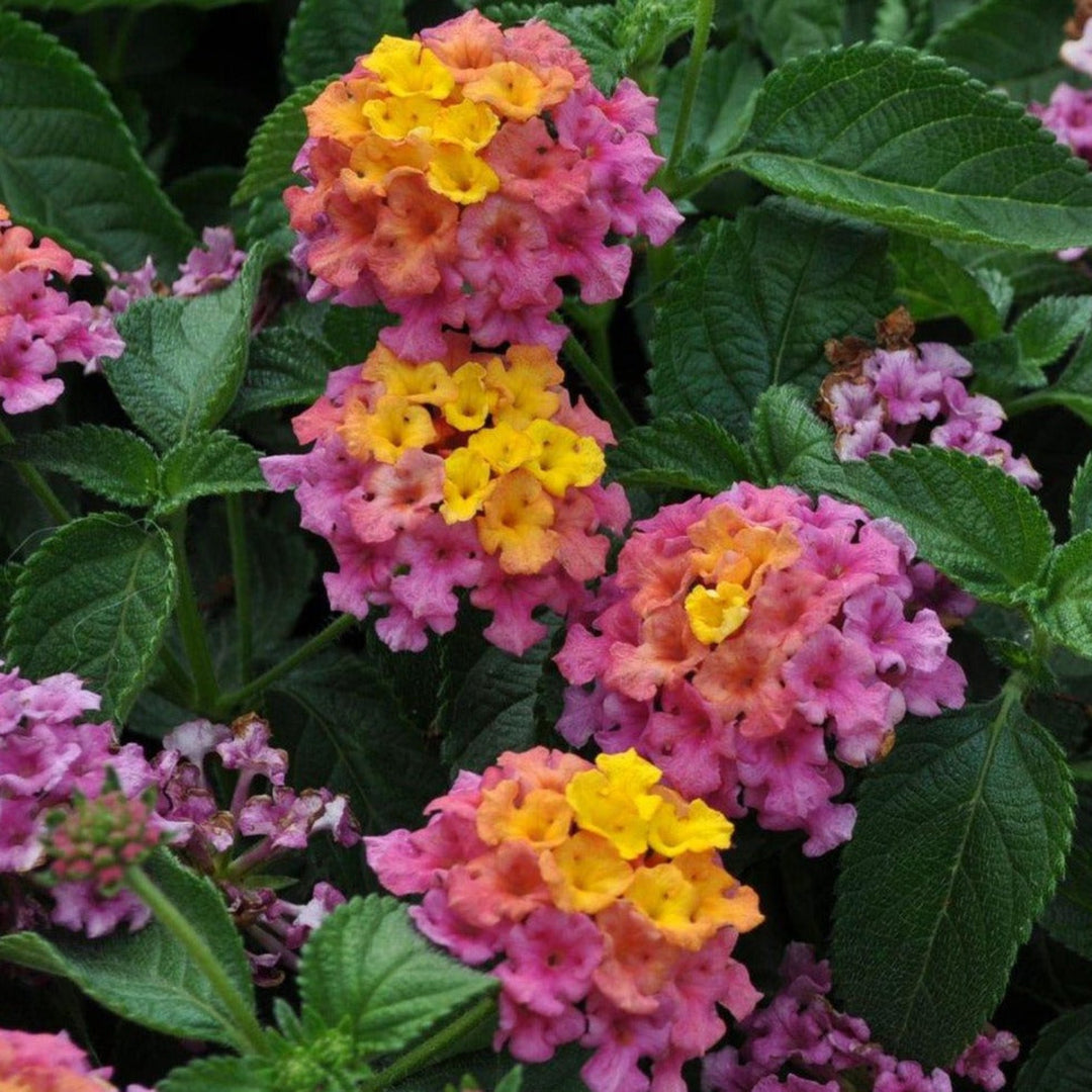 Lantana camara 'Bandana Rose' Bandana® Rose Lantana, 4 Inch Annual
