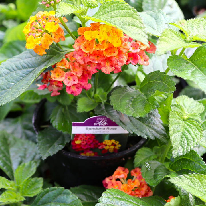 Lantana camara 'Bandana Rose' Bandana® Rose Lantana, 4 Inch Annual