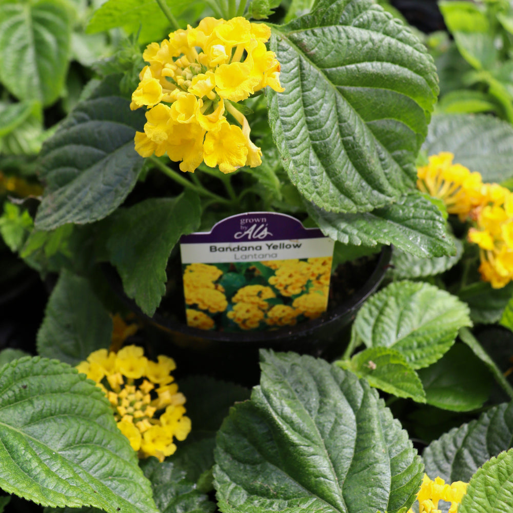 Lantana camara 'Bandana Yellow' Bandana® Yellow Lantana, 4 Inch Annual