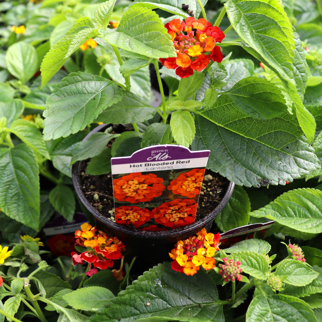 Lantana camara 'Hot Blooded Red' Hot Blooded® Red Lantana, 4 Inch Annual
