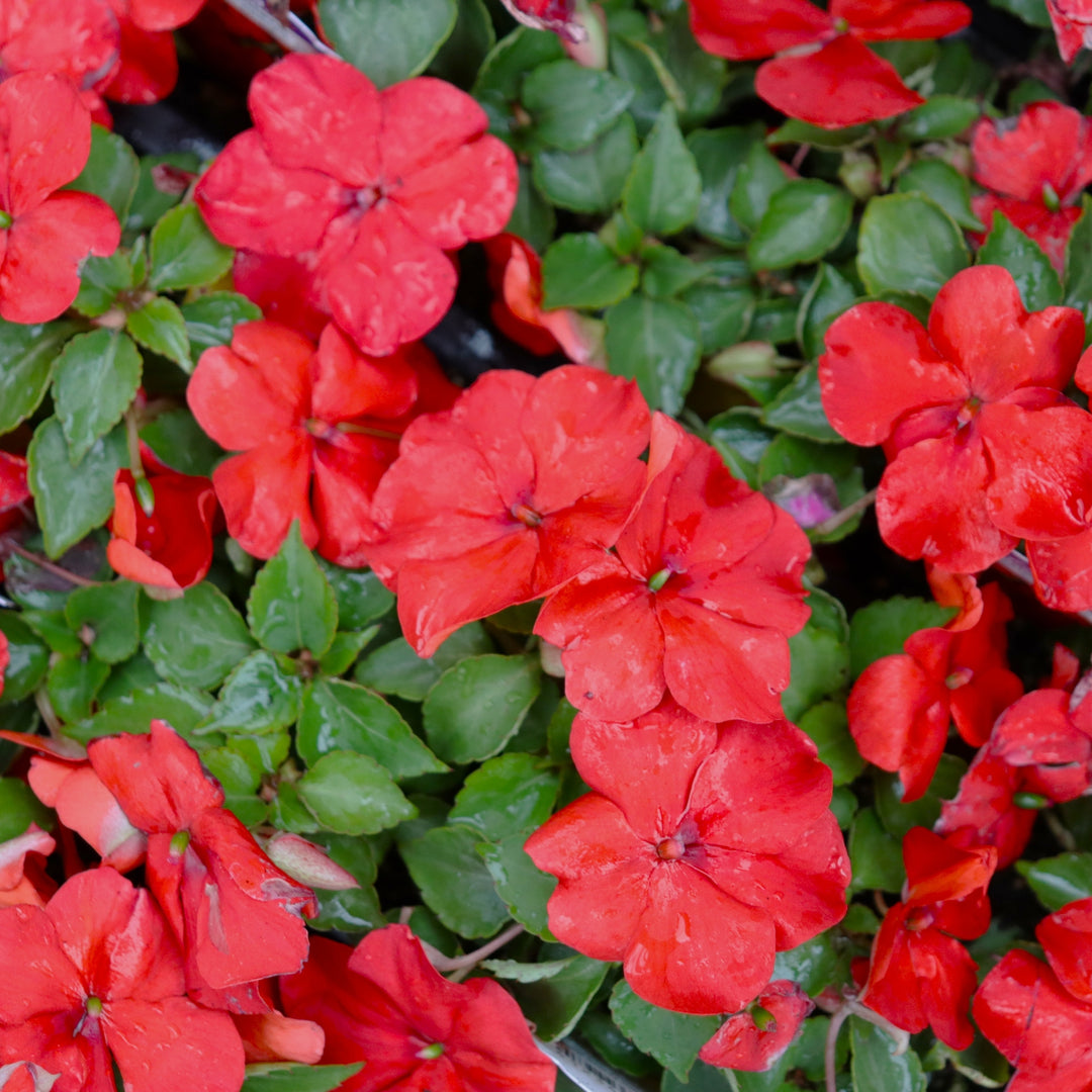 Impatiens walleriana 'PAS1413665' Beacon® Bright Red Impatiens, 3-Pack Annual