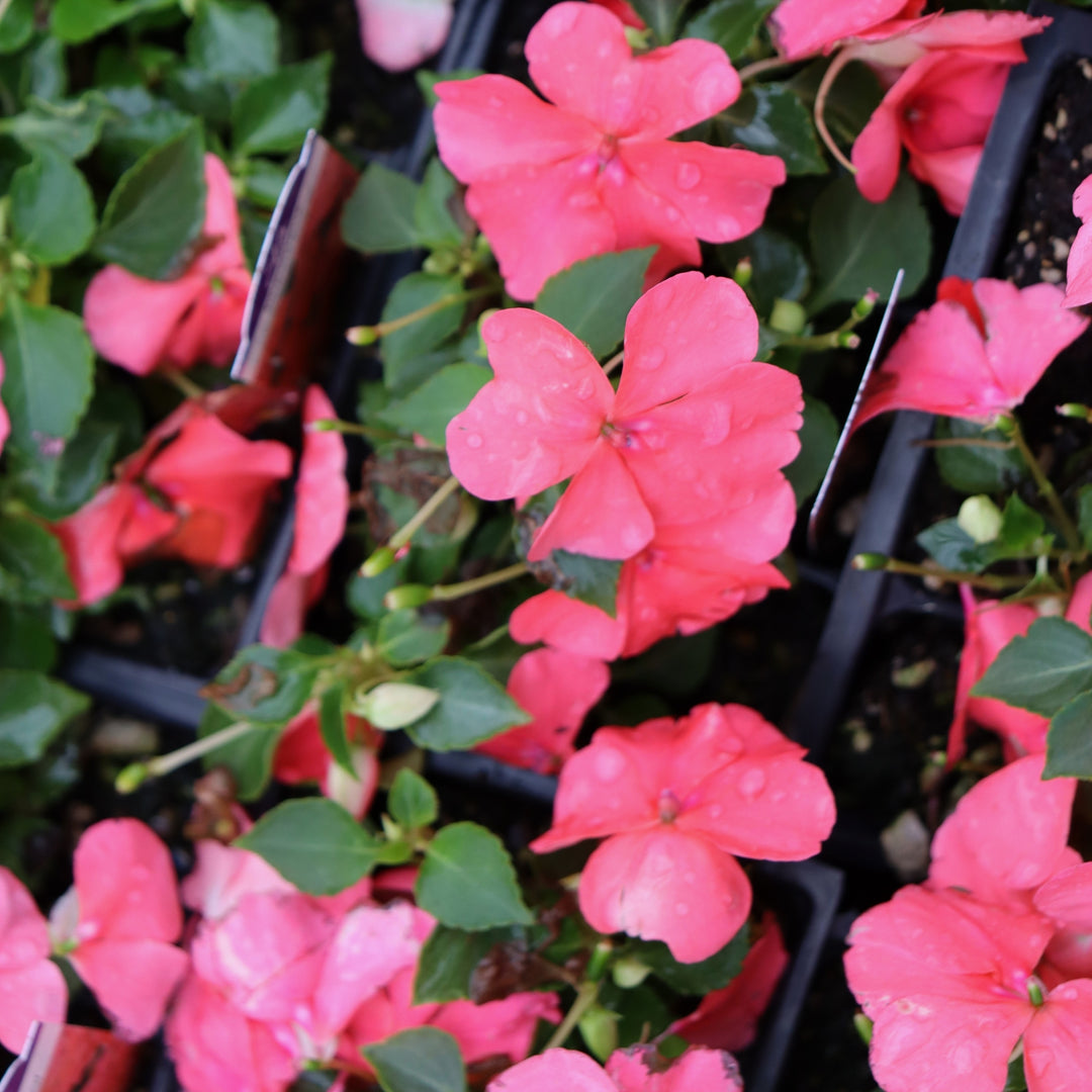 Impatiens walleriana 'PAS1413664' Beacon® Coral Impatiens, 3-Pack Annual