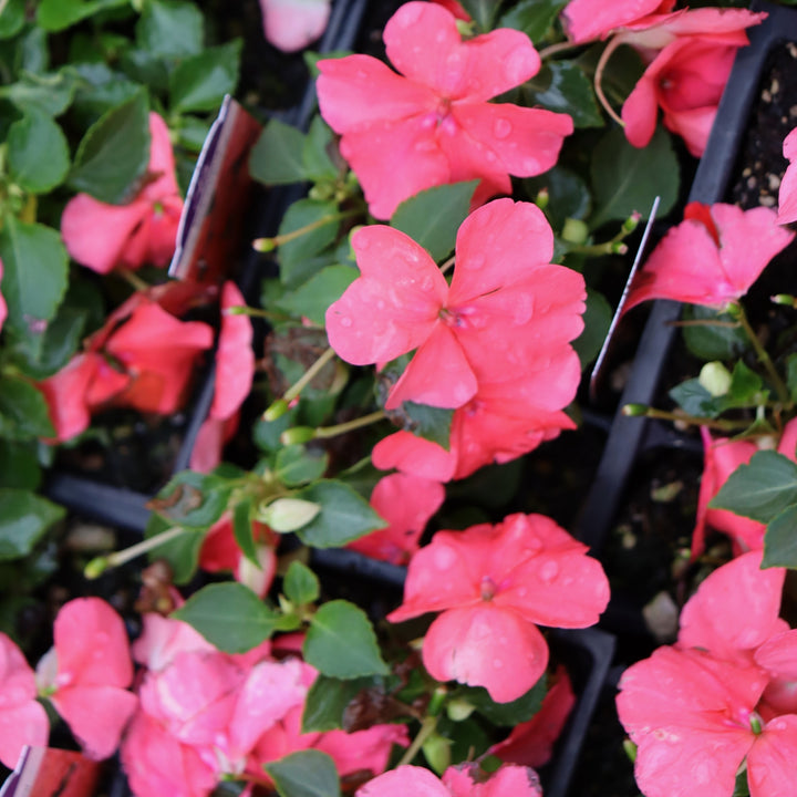 Impatiens walleriana 'PAS1413664' Beacon® Coral Impatiens, 3-Pack Annual