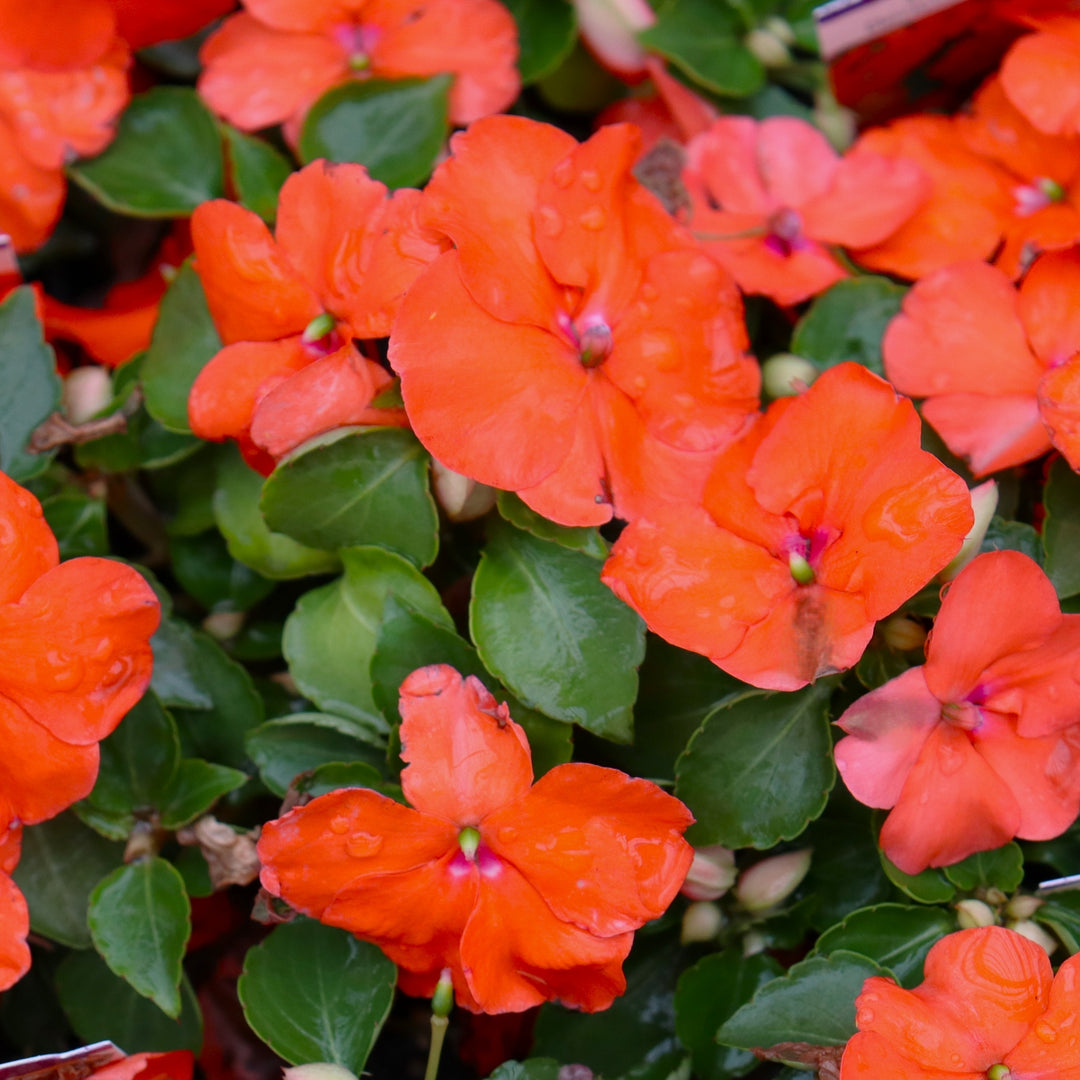 Impatiens walleriana 'PAS1377331' Beacon® Orange Impatiens, 3-Pack Annual