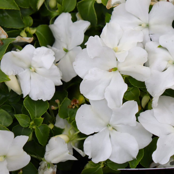 Impatiens walleriana 'PAS1357832' Beacon® White Impatiens, 3-Pack Annual