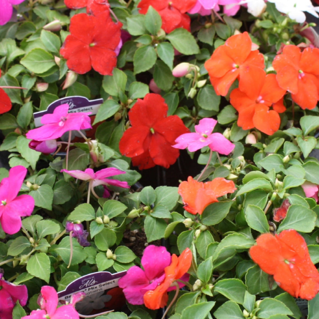 Impatiens walleriana 'Beacon Select Mix' Beacon® Select Mix Impatiens, 3-Pack Annual