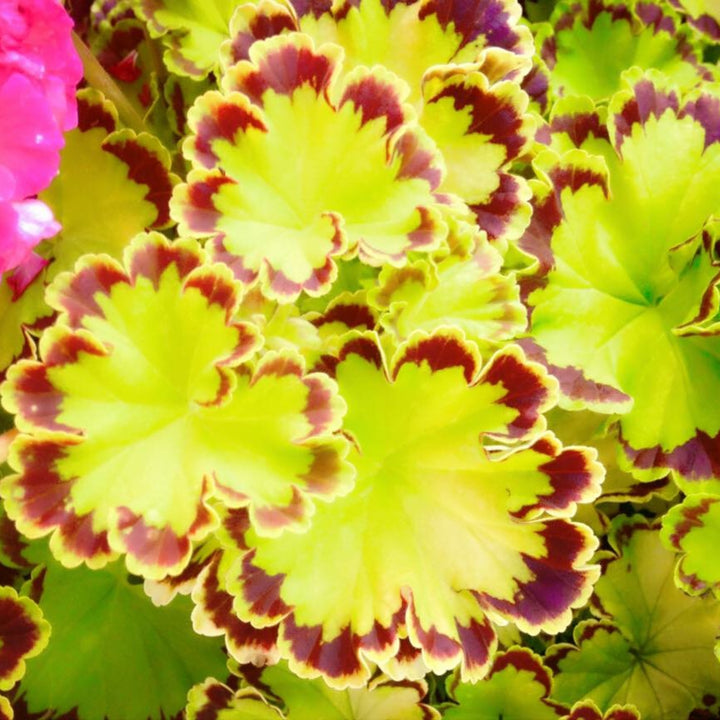 Pelargonium x 'Diva Queen' Fancy Leaf Geranium, 1 Quart Annual