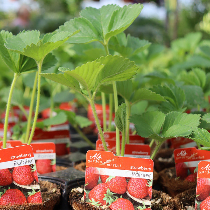 Fragaria x ananassa 'Rainier' Strawberry, 4 Inch Annuals