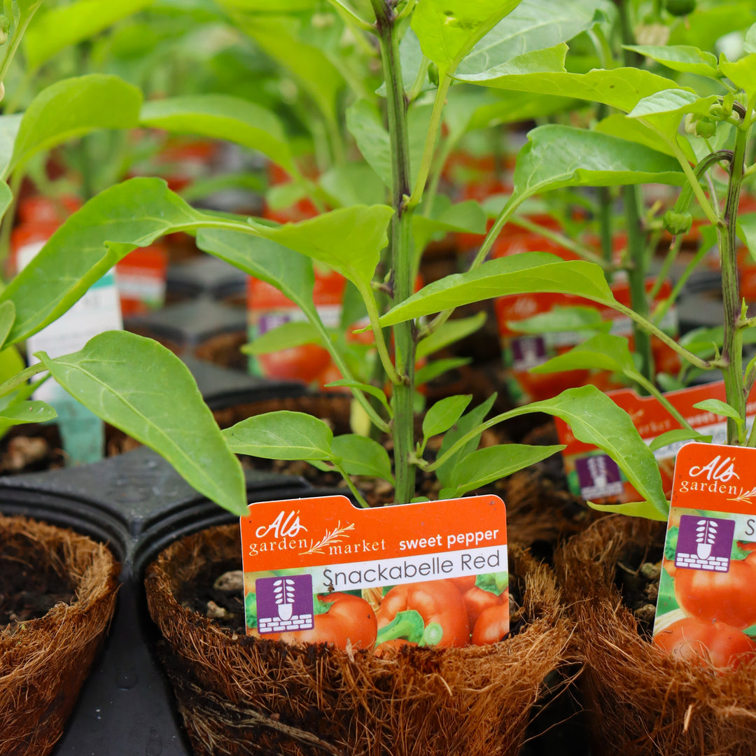 Capsicum annuum 'Snackabelle Red' Sweet Pepper, 4 Inch Annual