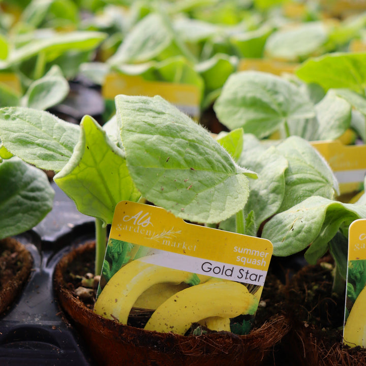 Cucurbita pepo 'Golden Star' Summer Squash, 4 Inch Annual