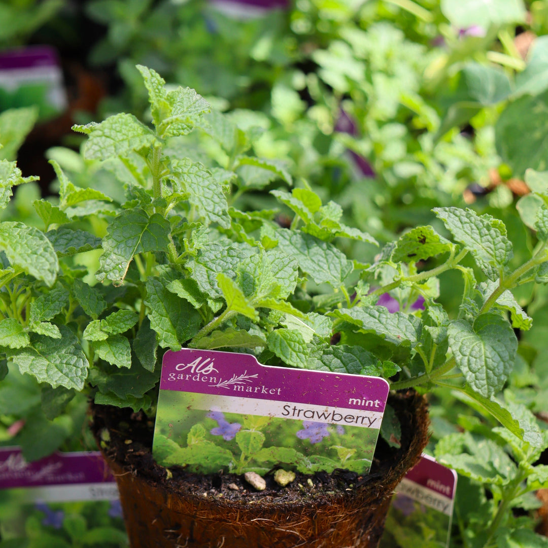 Mentha spicata 'Strawberry' Spearmint, 4 Inch Annual