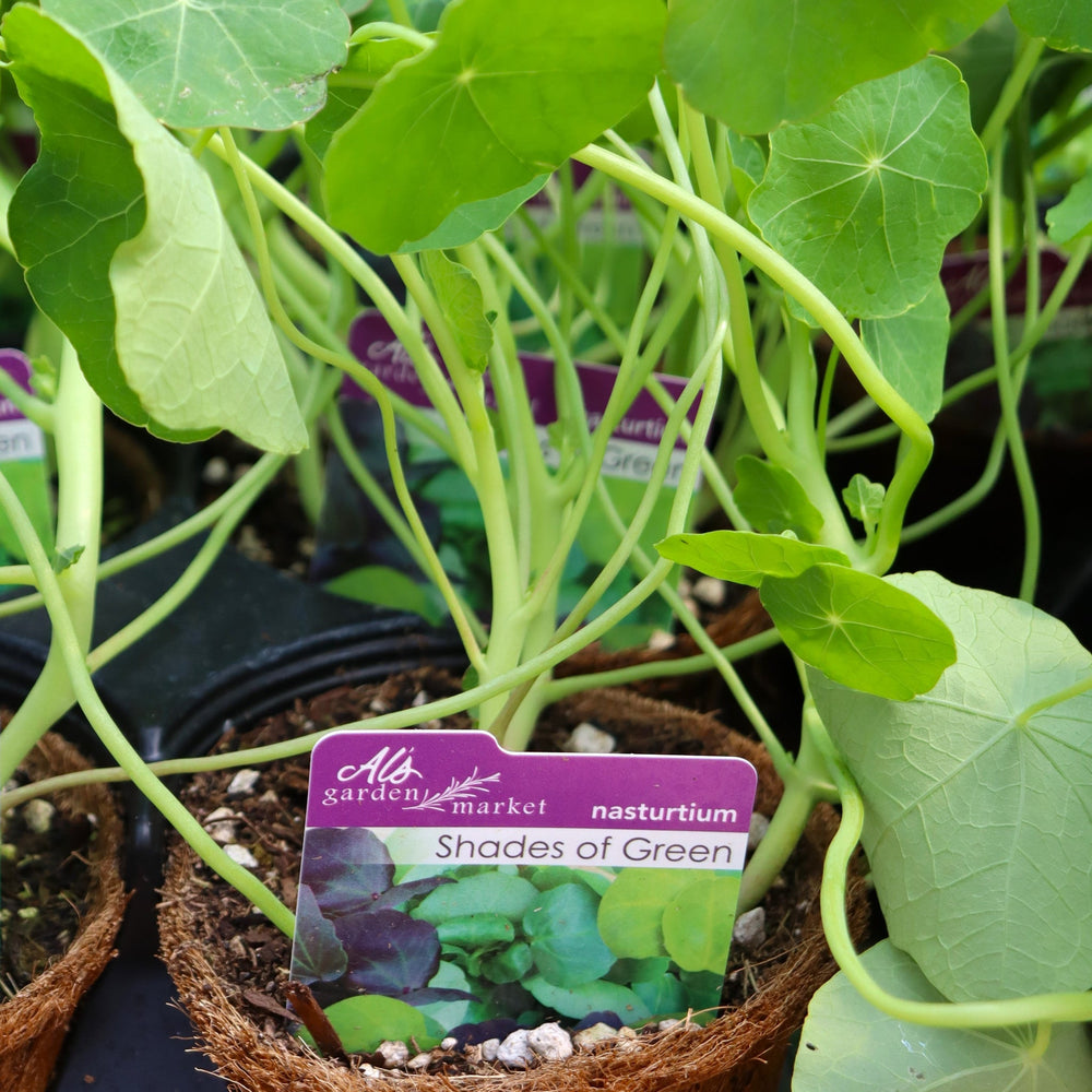 Tropaeolum majus 'Shades Of Green' Nasturtium, 4 Inch Annuals