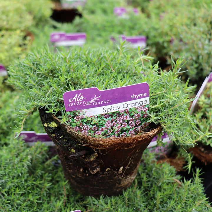 Thymus vulgaris 'Spicy Orange' Thyme, 4 Inch Annual