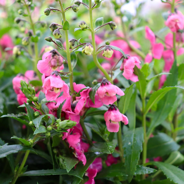Summer Snapdragon