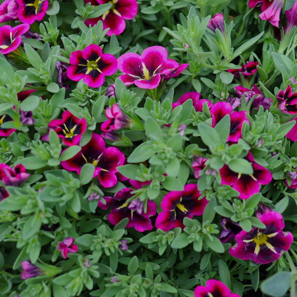 Calibrachoa
