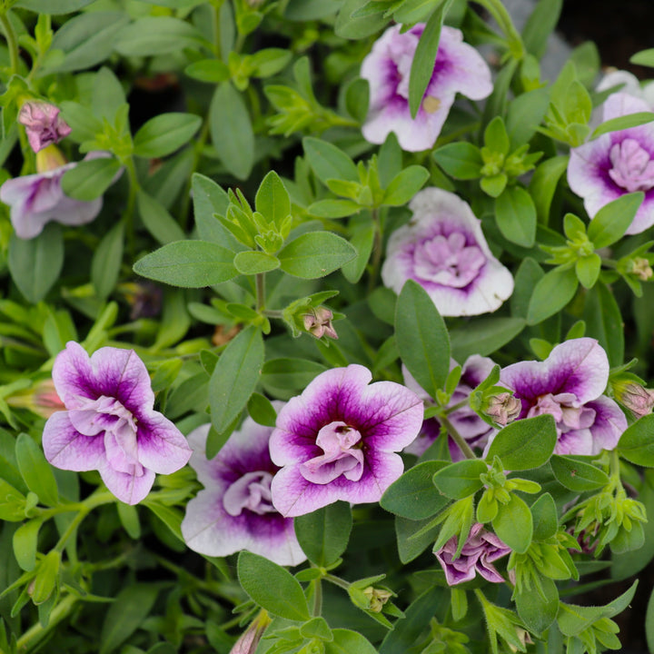 Calibrachoa