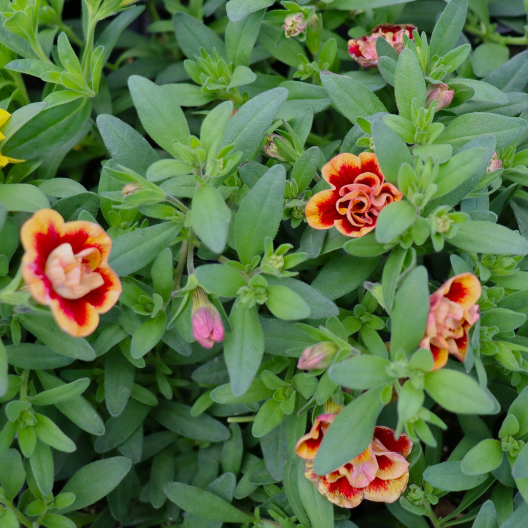 Calibrachoa