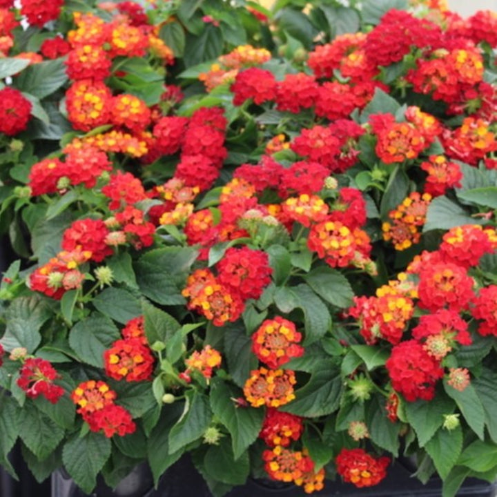 Lantana camara 'Hot Blooded Red' Hot Blooded® Red Lantana, 1 Quart Annual