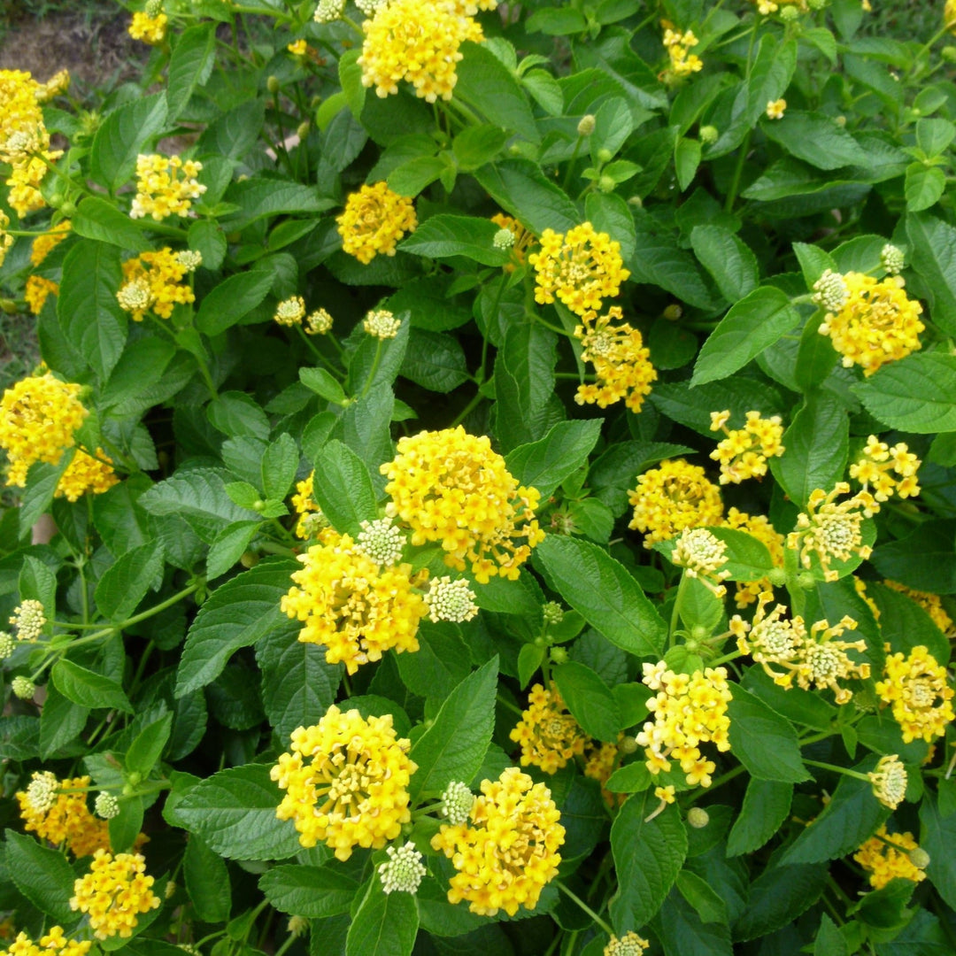 Lantana camara 'Bandana Yellow' Bandana® Yellow Lantana, 1 Quart Annual