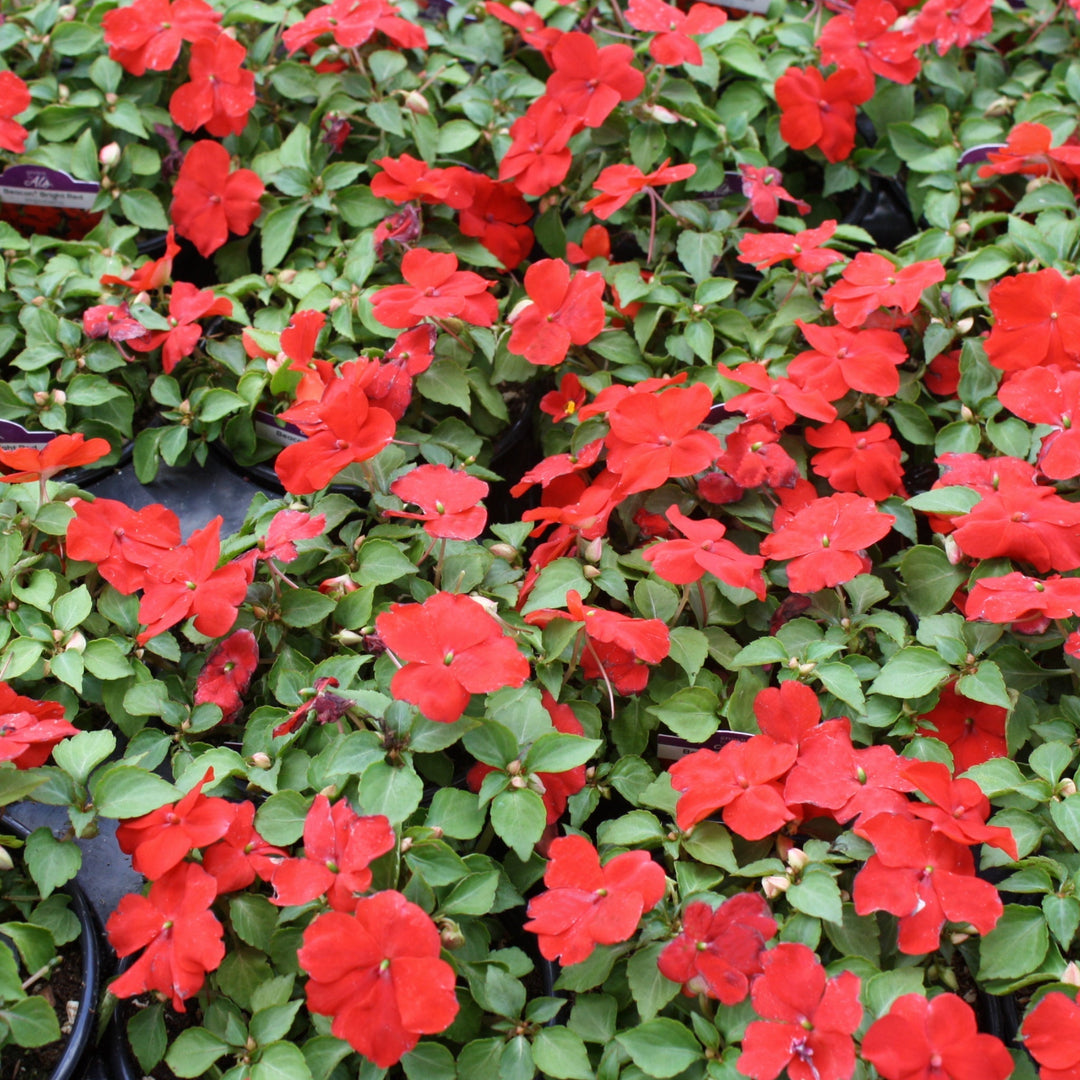 Impatiens walleriana 'PAS1413665' Beacon® Bright Red Impatiens, 1 Quart Annual