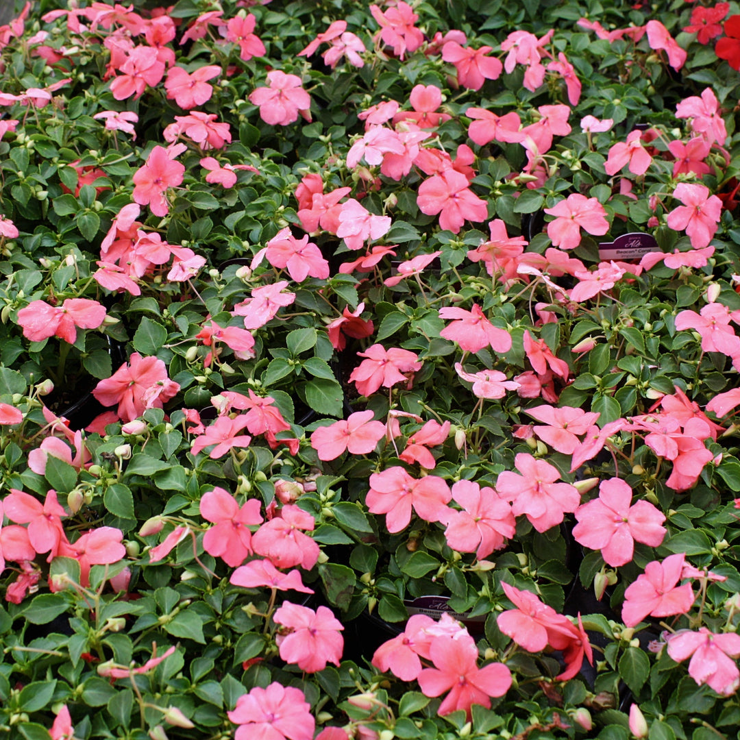 Impatiens walleriana 'PAS1413664' Beacon® Coral Impatiens, 1 Quart Annual