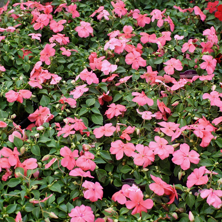 Impatiens walleriana 'PAS1413664' Beacon® Coral Impatiens, 1 Quart Annual