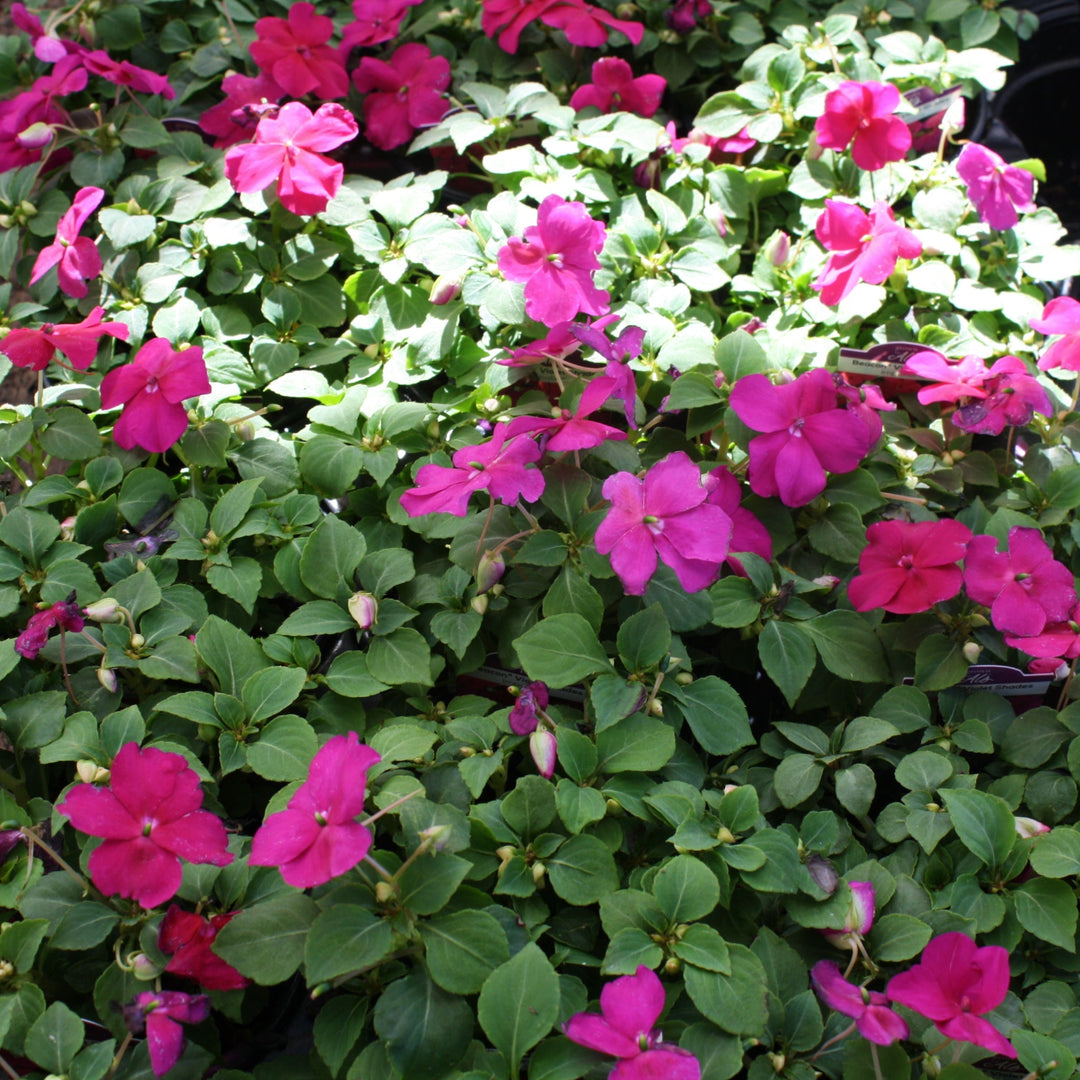 Impatiens walleriana 'PAS1357834' Beacon® Violet Shades Impatiens, 1 Quart Annual