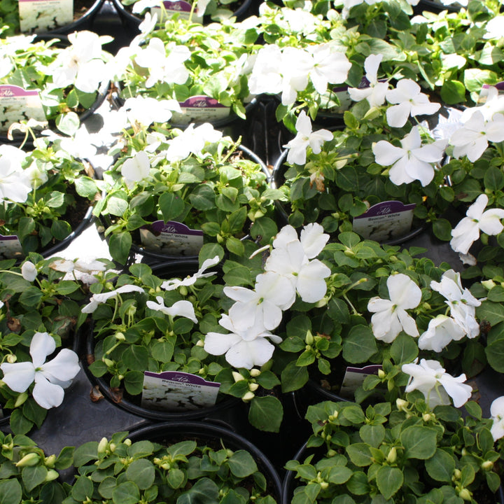 Impatiens walleriana 'PAS1357832' Beacon® White Impatiens, 1 Quart Annual