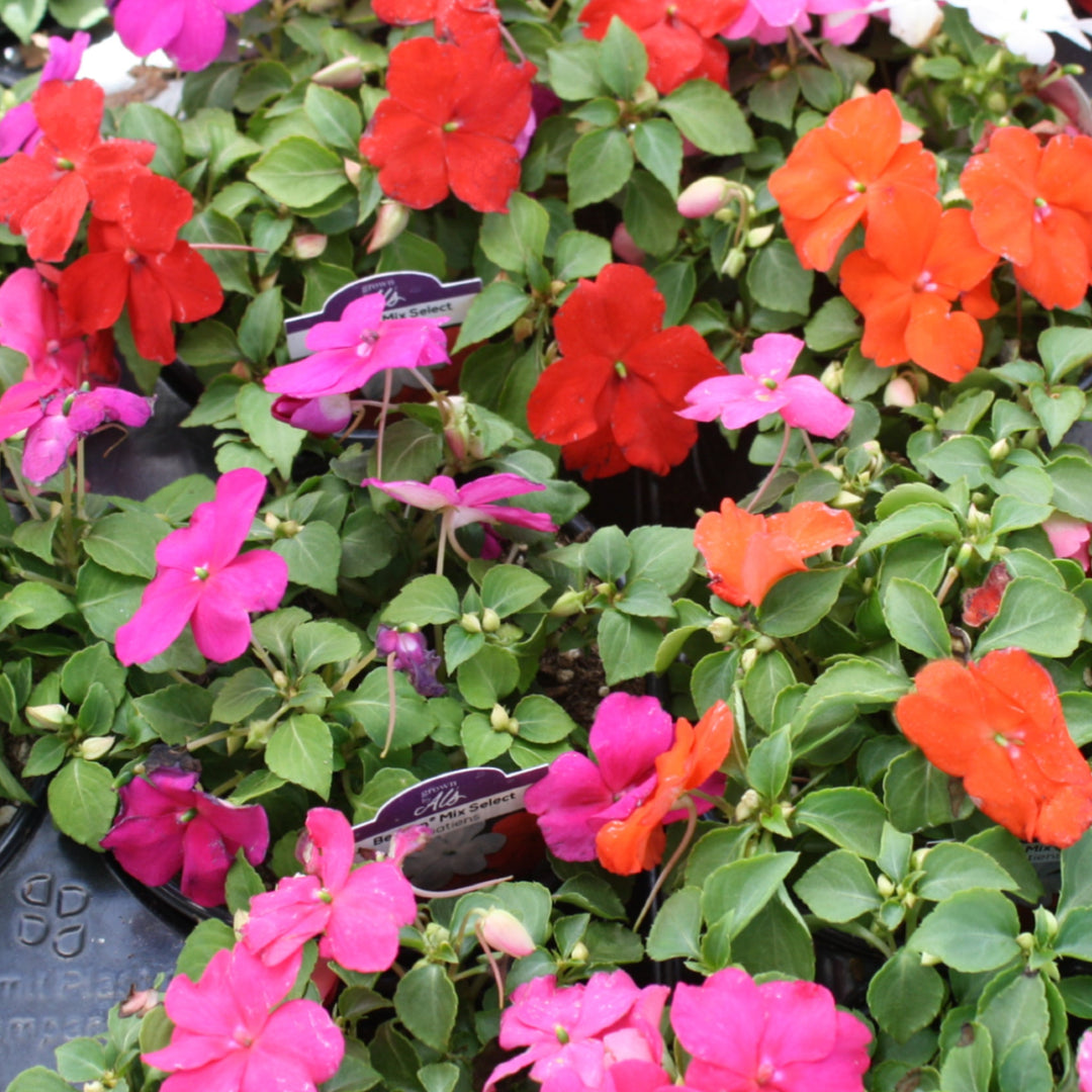 Impatiens walleriana 'Beacon Mix' Beacon® Mix Impatiens, 1 Quart Annual