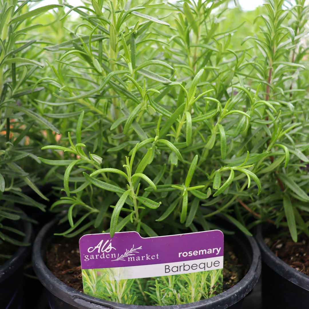 Salvia rosmarinus 'Barbeque' Rosemary, 1 Gallon Annual