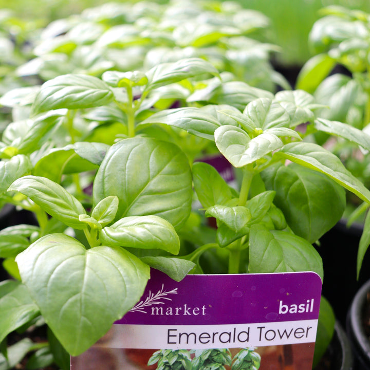 Ocimum basilicum 'Emerald Tower' Basil, 1 Gallon Annual