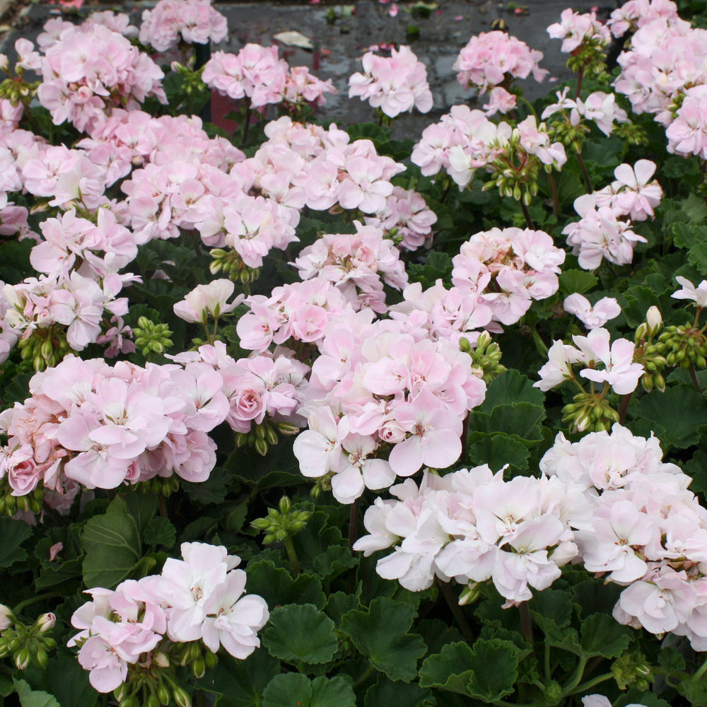 Pelargonium x hortorum 'Tosfanbloss' Fantasia® Appleblossom Zonal Geranium, 1 Quart Annual