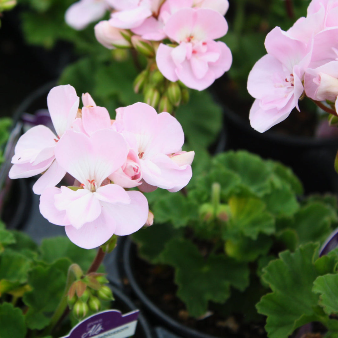 Pelargonium x hortorum 'Tosfanbloss' Fantasia® Appleblossom Zonal Geranium, 1 Quart Annual
