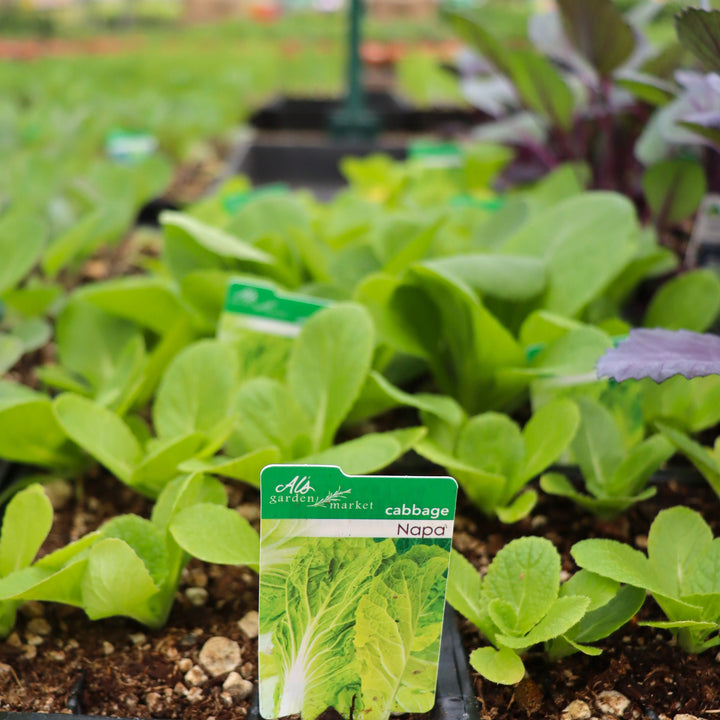 Brassica oleracea 'Napa' Cabbage, 6-Pack Annual