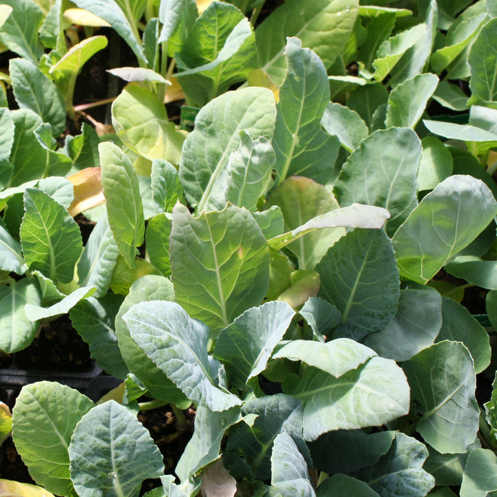 Brassica oleracea 'Multi Head' Cauliflower, 6-Pack Annual