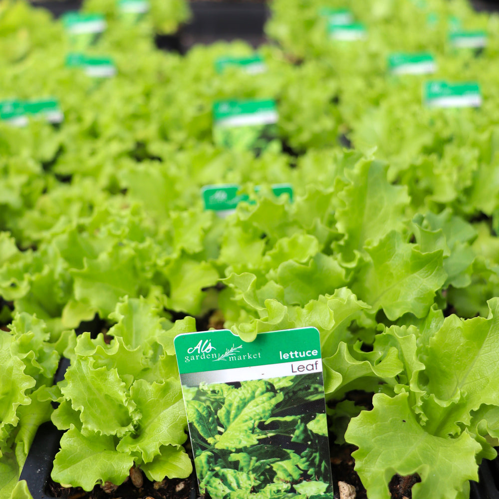 Lactuca sativa 'Leaf' Lettuce, 6-Pack Annual