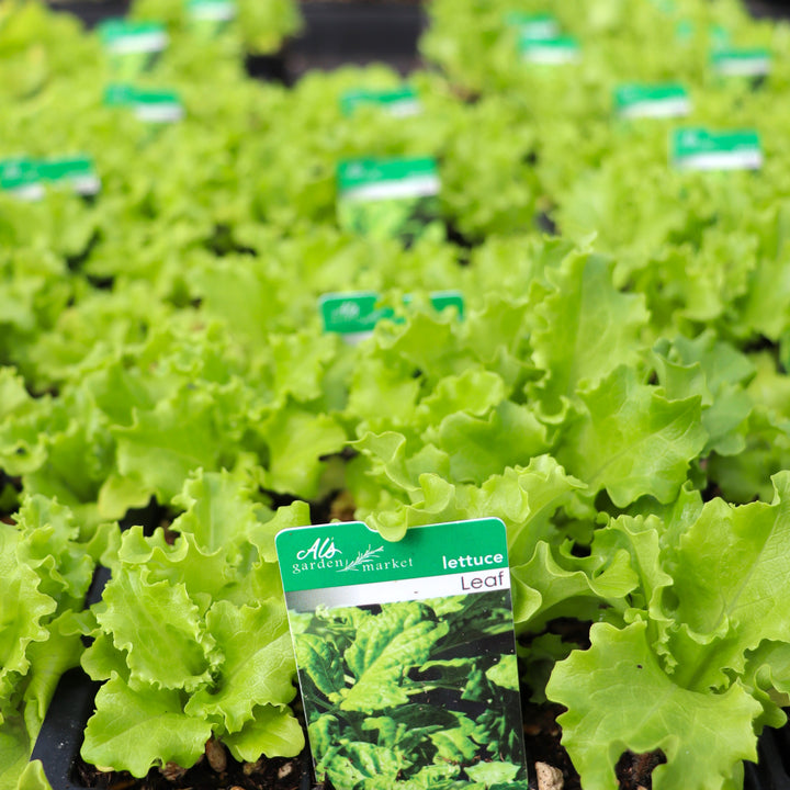 Lactuca sativa 'Leaf' Lettuce, 6-Pack Annual