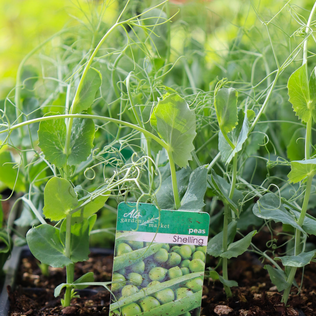 Pisum sativum Shelling Pea, 6-Pack Annual