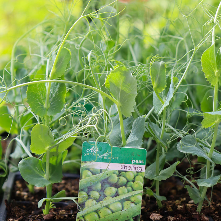 Pisum sativum Shelling Pea, 6-Pack Annual