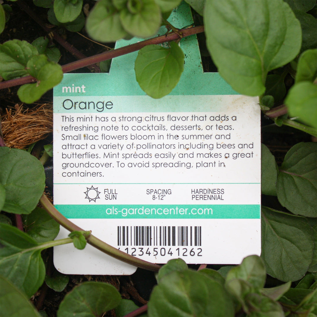 Mentha x piperita 'Orange' Peppermint, 4 Inch Annual