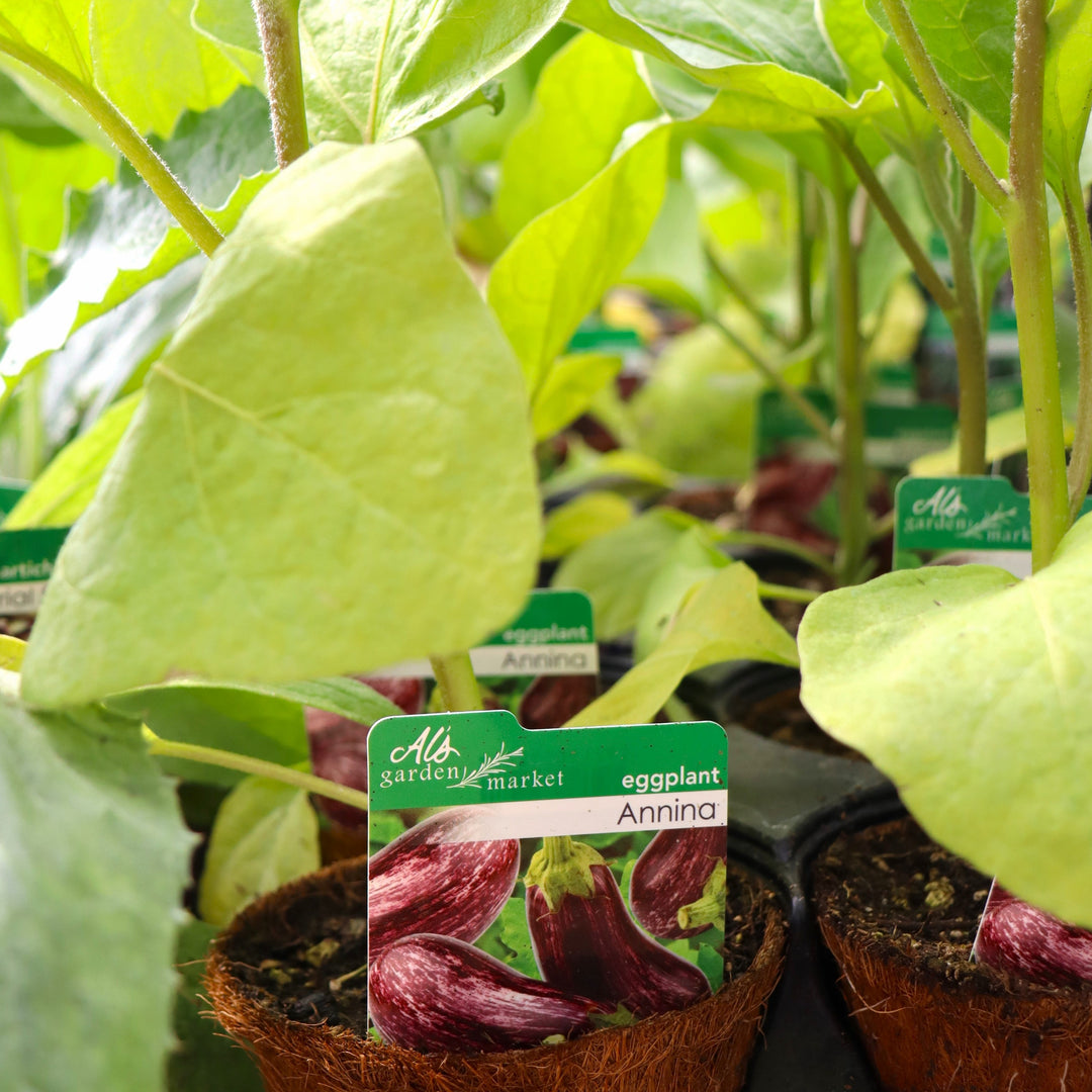 Solanum melongena 'Annina' Eggplant, 4 Inch Annual