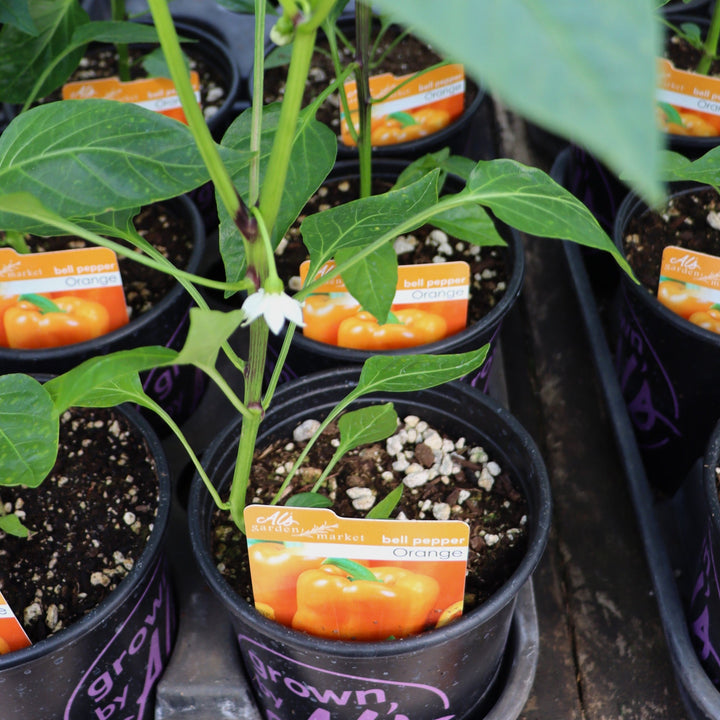 Capsicum annuum Orange Bell Pepper, 1 Gallon Annual