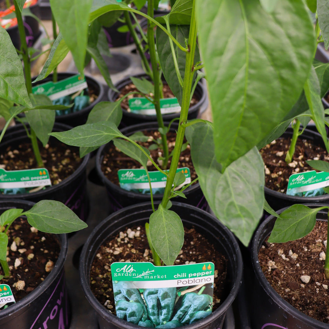 Capsicum annuum 'Poblano' Chili Pepper, 1 Gallon Annual