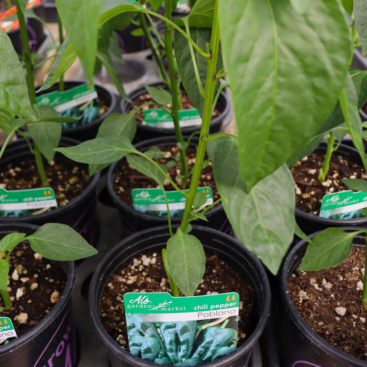 Capsicum annuum 'Poblano' Chili Pepper, 1 Gallon Annual