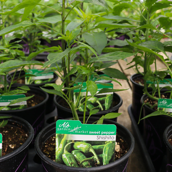 Capsicum annuum 'Shishito' Sweet Pepper, 1 Gallon Annual