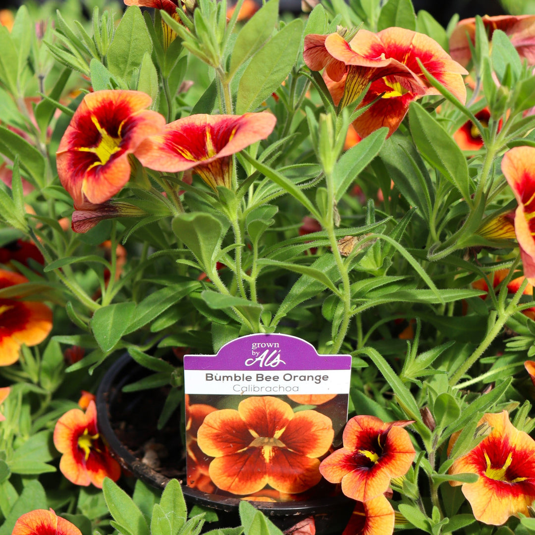 Calibrachoa x 'Bumble Bee Orange' Calibrachoa, 4 Inch Annuals