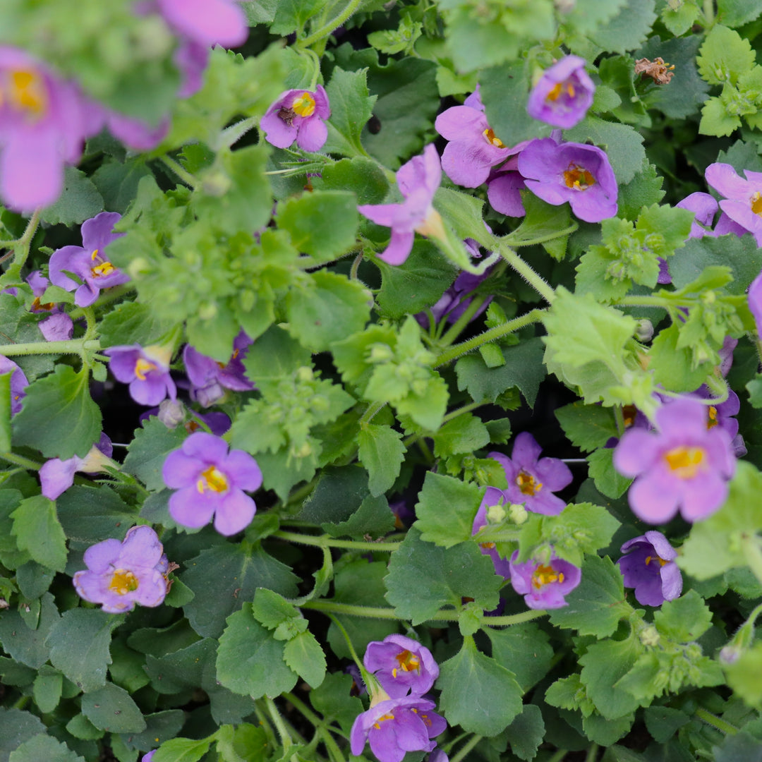 Bacopa