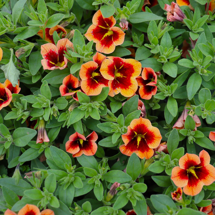 Calibrachoa
